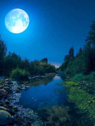 Ночная природа