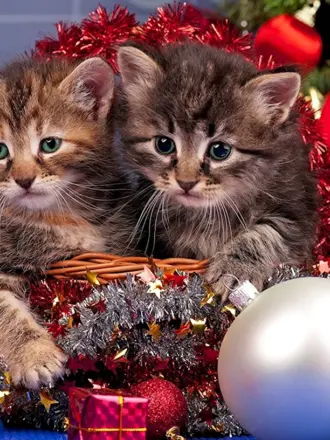 Новогодние котята