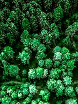 Обои на рабочий стол лес сверху