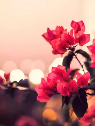 Обои на рабочий стол цветы