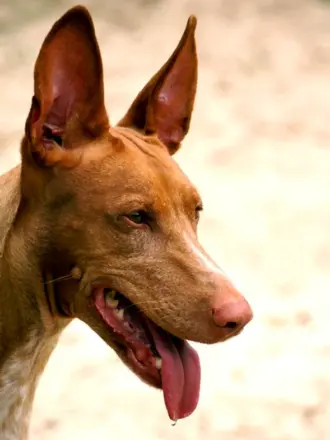 Pharaoh Hound
