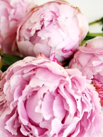 Пиони Пинк Peony Pink