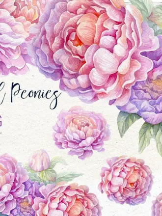Пионы акварель