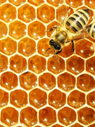Поликарбонат пчелиная сота