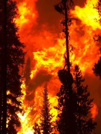 Пожар в лесу