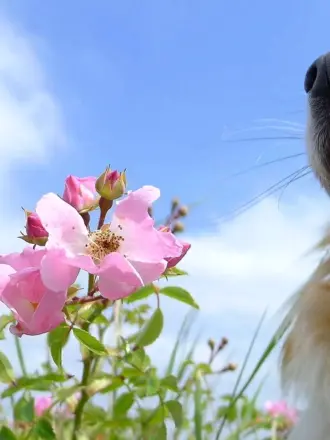 Позитивные картинки на рабочий стол