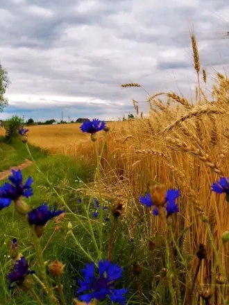 Прокудин-Горский васильки во ржи