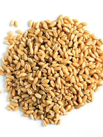 Пшеница семена 500 г
