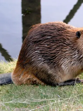 Речной Бобр красная книга