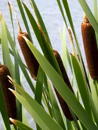 Рогоз Озерный