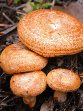 Рыжик СосновыйБоровой Lactarius deliciosus