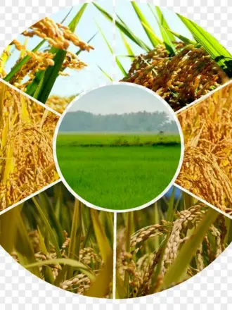 Сельское хозяйство