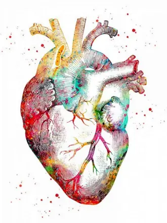 Сердце человека анатомия