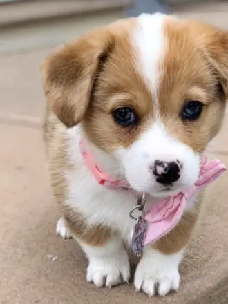 Щенок Пуппи