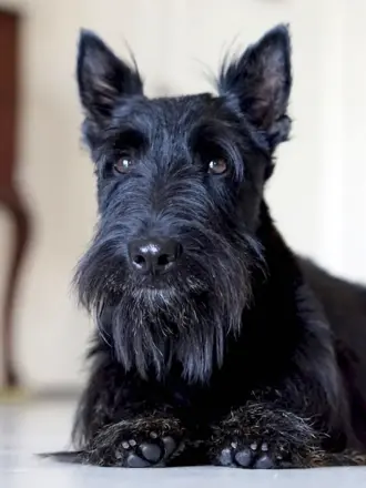 Шотландский терьер