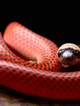 Шпильковая змея