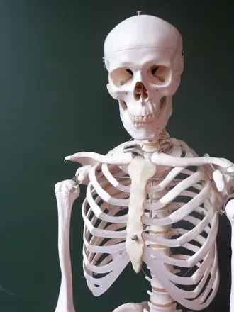 Скелет человека