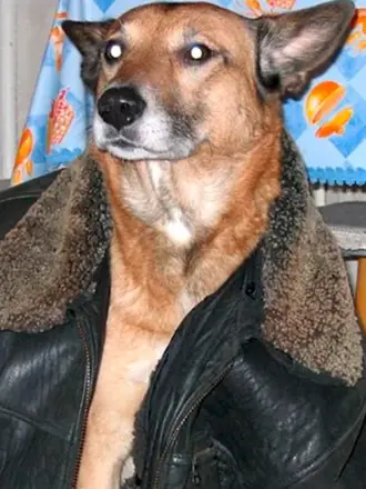 Собака в куртке