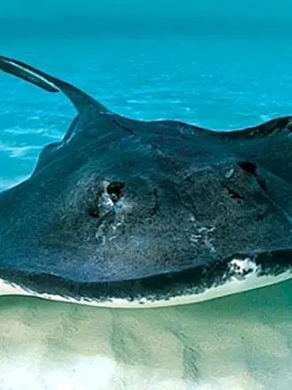 Стингрей морской Скат