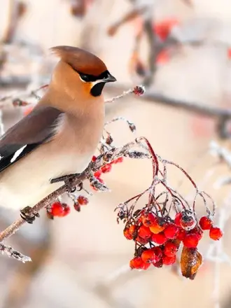 Свиристель зимующая птица