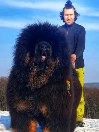 Тибетский мастиф
