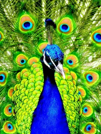 Товус расми