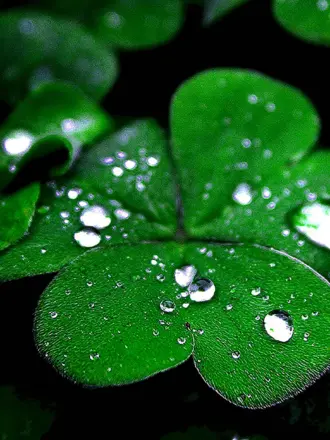 Трехлистный Клевер символ Ирландии