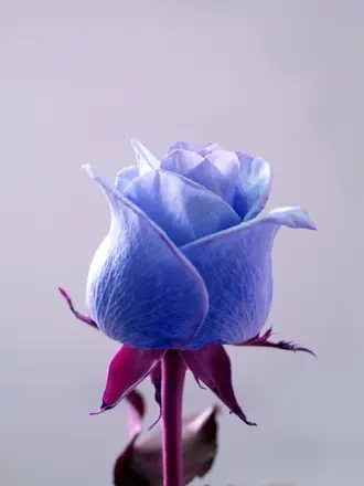 Цветы на аву