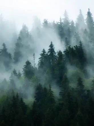 Туманный лес ikea