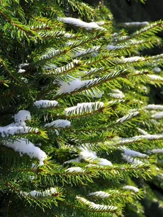 Вечнозеленая хвоя Evergreen