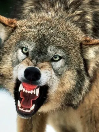 Волчонок Серега