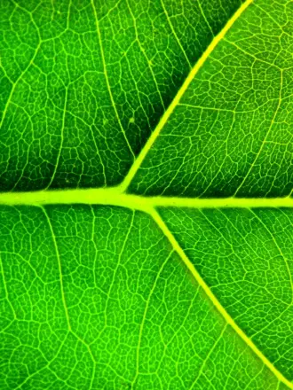 Зеленый лист