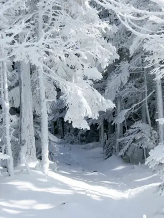 Зимний лес